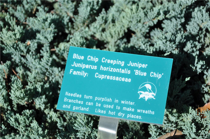 Plant photo of: Juniperus horizontalis 'Blue Chip'