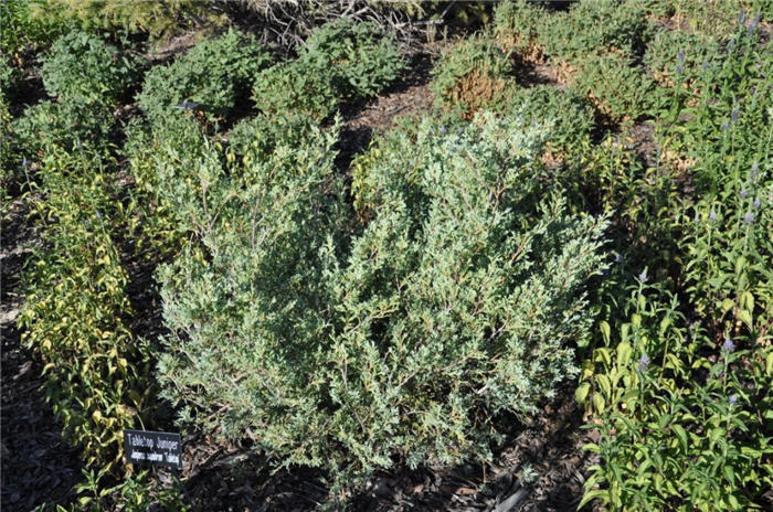 Plant photo of: Juniperus scopulorum 'Tabletop'