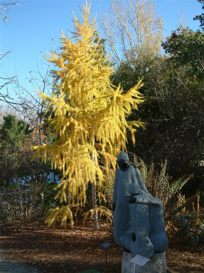 Plant photo of: Larix decidua