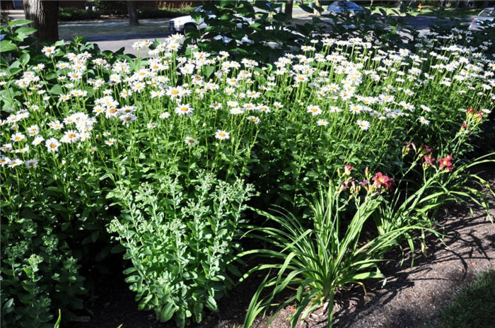 Plant photo of: Leucanthemum x superbum 'Becky'