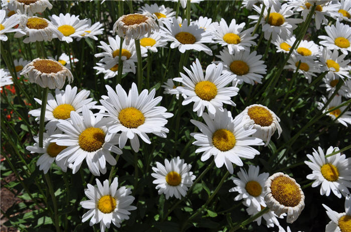 Plant photo of: Leucanthemum x superbum 'Becky'