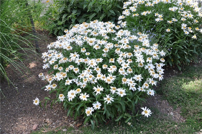 Plant photo of: Leucanthemum x superbum 'Becky'