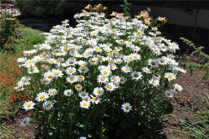 Plant photo of: Leucanthemum x superbum 'Becky'