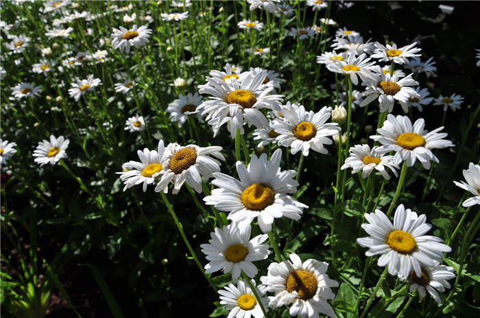 Plant photo of: Leucanthemum x superbum 'Becky'