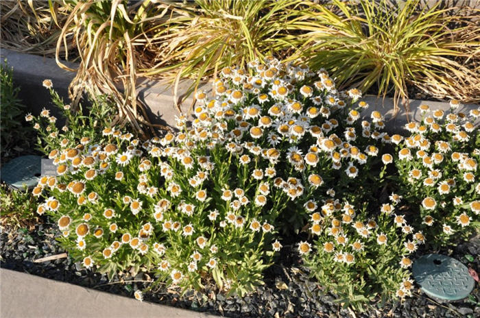 Plant photo of: Leucanthemum x superbum 'Snowcap'