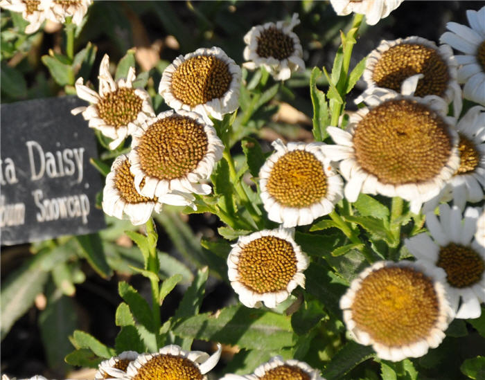 Plant photo of: Leucanthemum x superbum 'Snowcap'