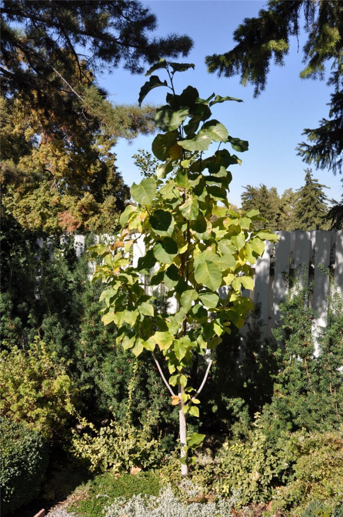 Plant photo of: Magnolia 'Susan'