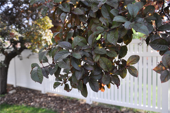 Plant photo of: Malus 'Morning Princess'