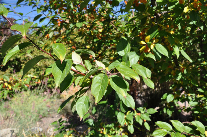 Plant photo of: Malus 'Red Jewel'