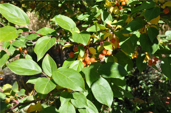 Plant photo of: Malus 'Red Jewel'