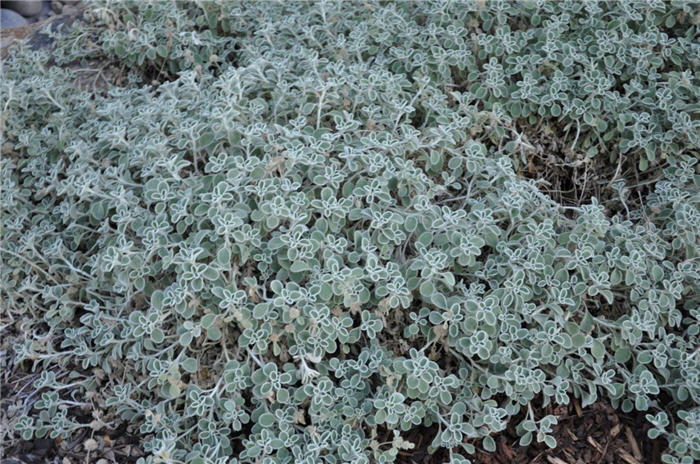 Plant photo of: Marrubium rotundifolium