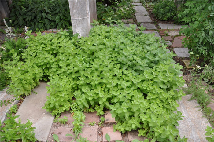 Plant photo of: Mentha spicata