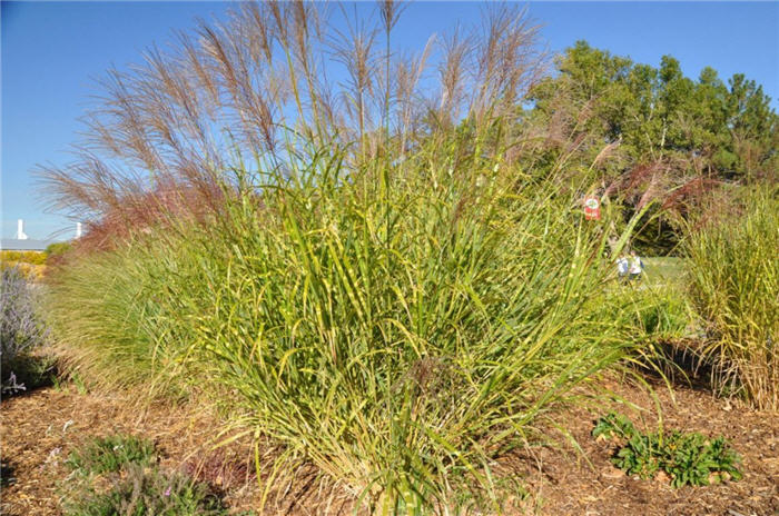 Plant photo of: Miscanthus sinensis 'Little Zebra'