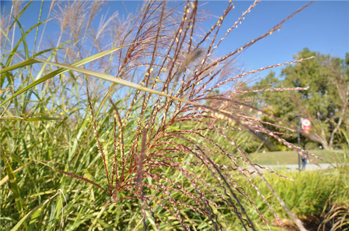 Plant photo of: Miscanthus sinensis 'Little Zebra'