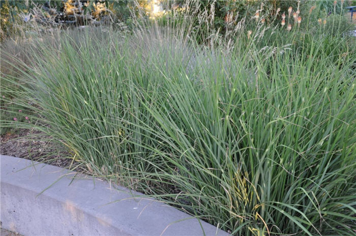 Plant photo of: Miscanthus sinensis 'Puenktchen'