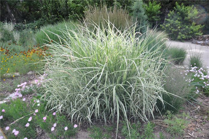 Plant photo of: Miscanthus sinensis 'Silver Shadow'.