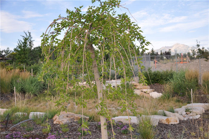 Plant photo of: Morus alba 'Chaparral'