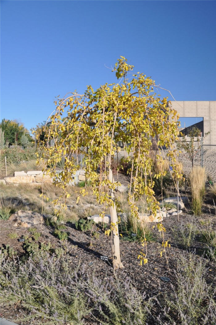 Plant photo of: Morus alba 'Chaparral'