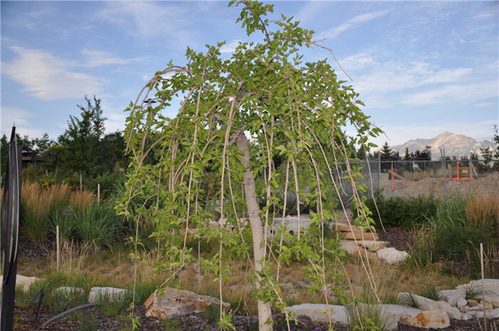 Plant photo of: Morus alba 'Chaparral'