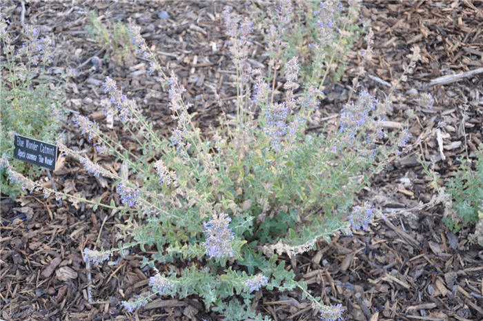 Plant photo of: Nepeta racemosa 'Blue Wonder'
