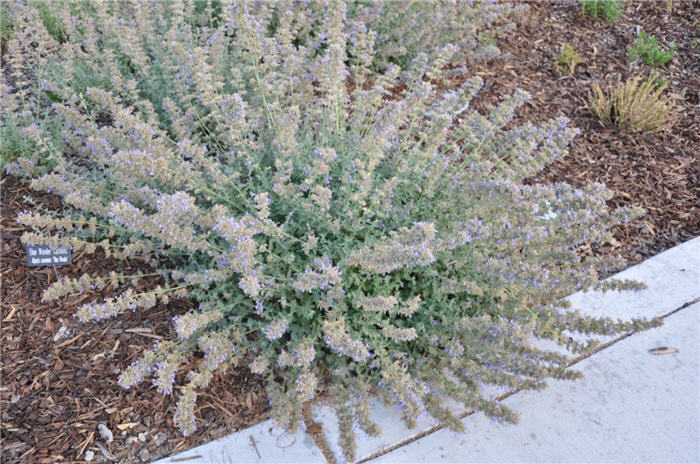 Plant photo of: Nepeta racemosa 'Blue Wonder'