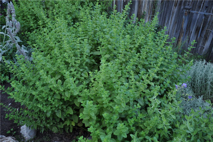 Plant photo of: Nepeta racemosa 'Walkers Low'