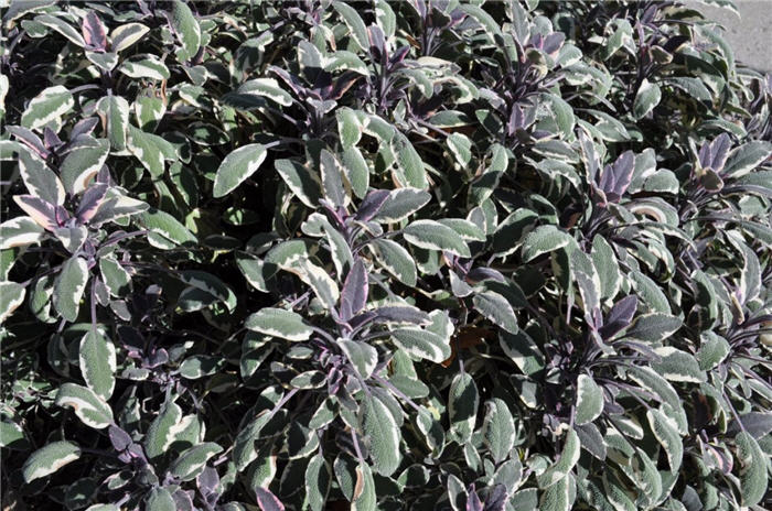 Plant photo of: Origanum rotundifolium 'Kent Beauty'