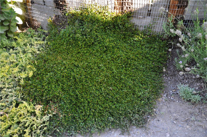 Plant photo of: Pachystima canbyi