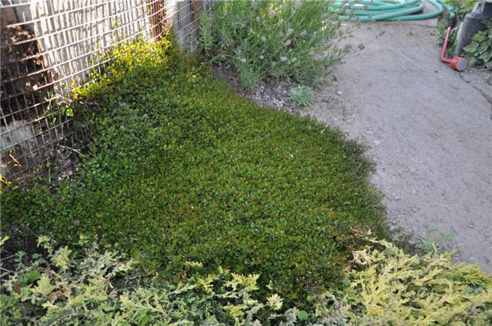 Plant photo of: Pachystima canbyi
