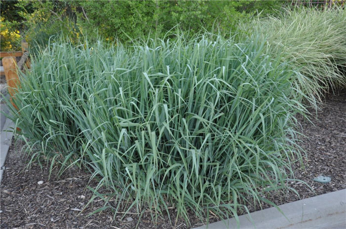 Plant photo of: Panicum virgatum 'Dallas Blues'