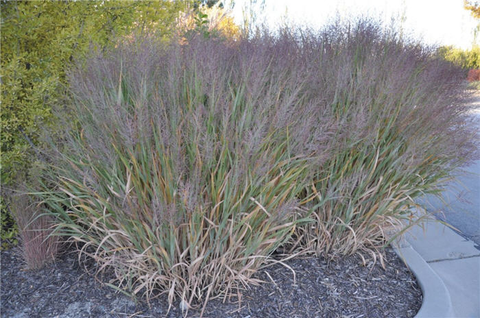 Plant photo of: Panicum virgatum 'Dallas Blues'