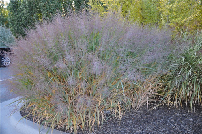 Plant photo of: Panicum virgatum 'Dallas Blues'