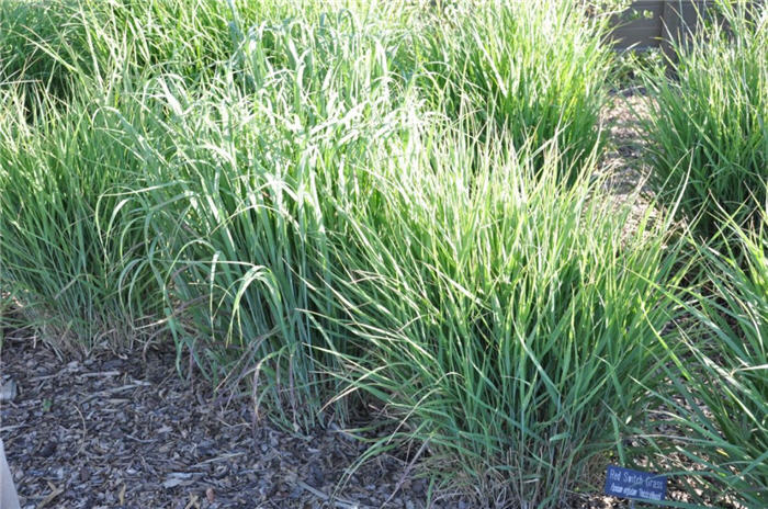 Plant photo of: Panicum virgatum 'Rotstrahlbusch'