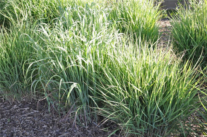 Plant photo of: Panicum virgatum 'Rotstrahlbusch'