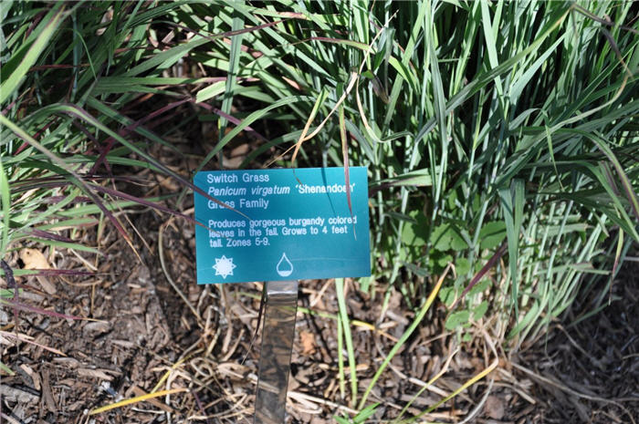 Plant photo of: Panicum virgatum 'Shenandoah'