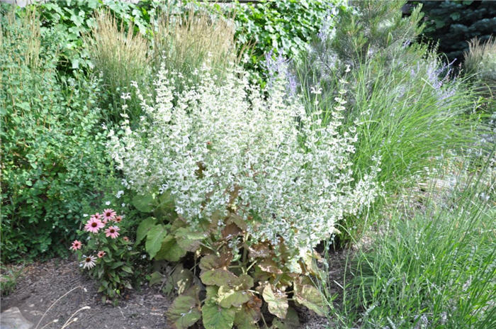 Plant photo of: Penstemon barbatus 'Nana Rondo'