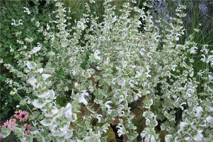 Plant photo of: Penstemon barbatus 'Nana Rondo'