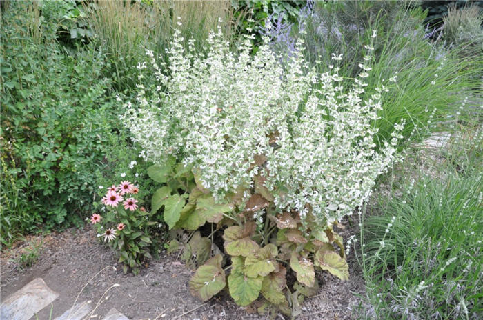 Plant photo of: Penstemon barbatus 'Nana Rondo'