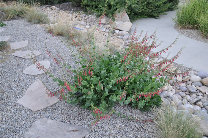 Plant photo of: Penstemon cardinalis
