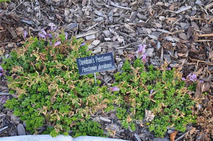 Plant photo of: Penstemon davidsonii