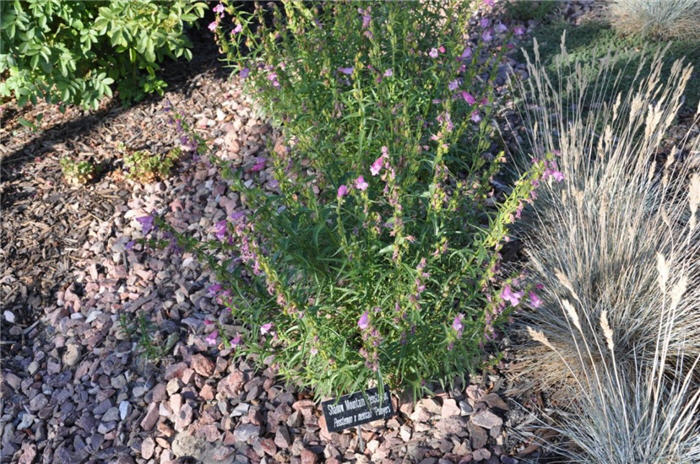 Plant photo of: Penstemon x mexicali 'Psmyers'