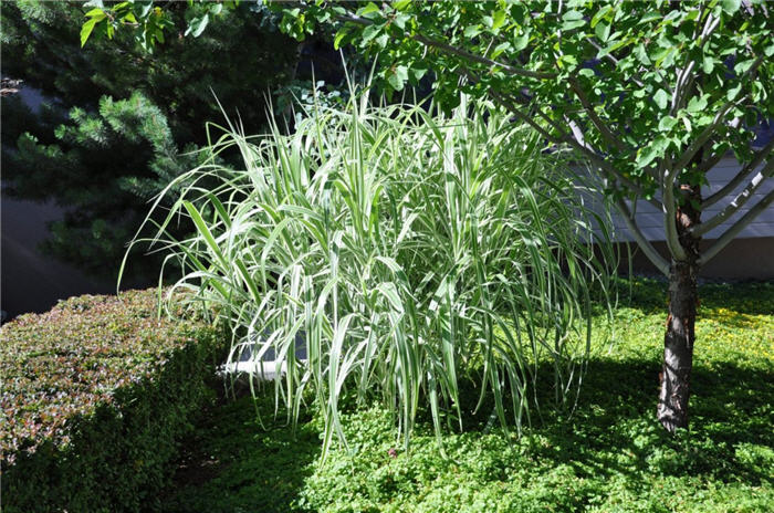 Plant photo of: Phalaris arundinacea var. picta