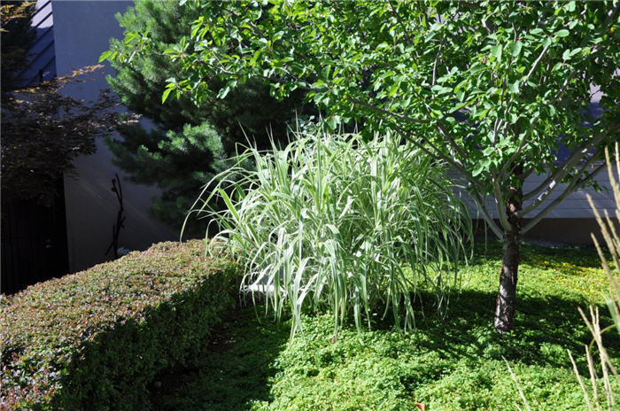 Plant photo of: Phalaris arundinacea var. picta
