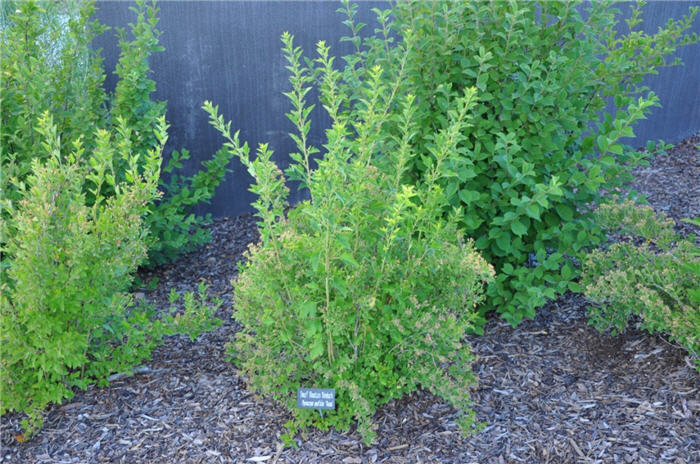 Plant photo of: Physocarpus opulifolius 'Nanus'