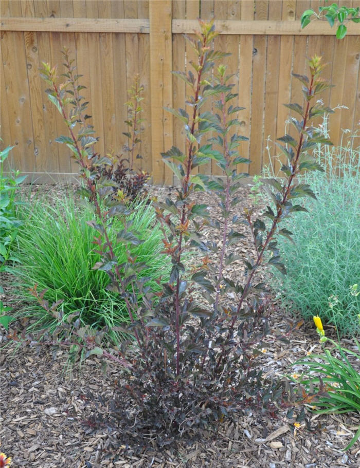 Plant photo of: Physocarpus opulifolius 'Seward'