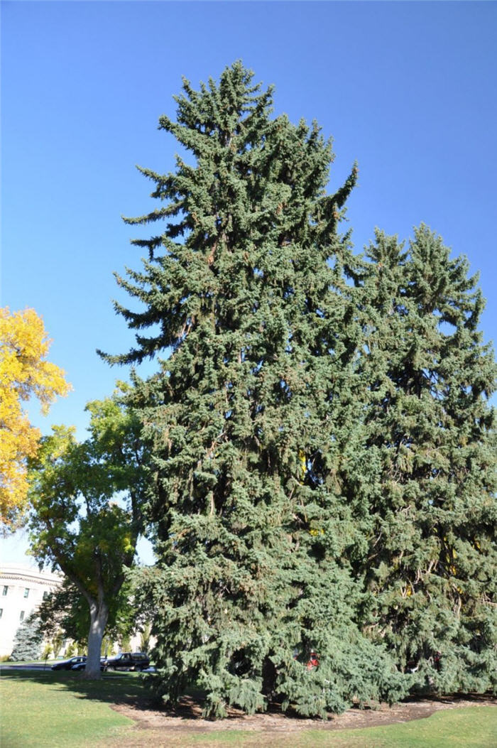 Plant photo of: Picea abies