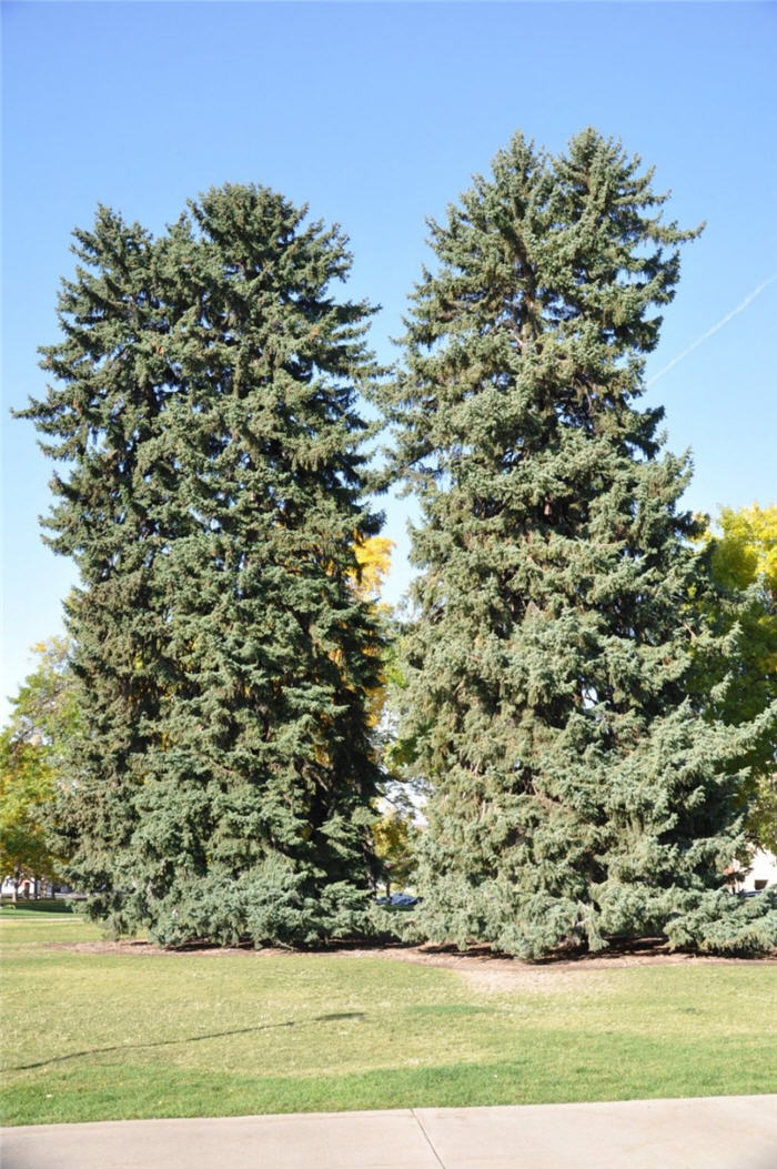 Plant photo of: Picea abies