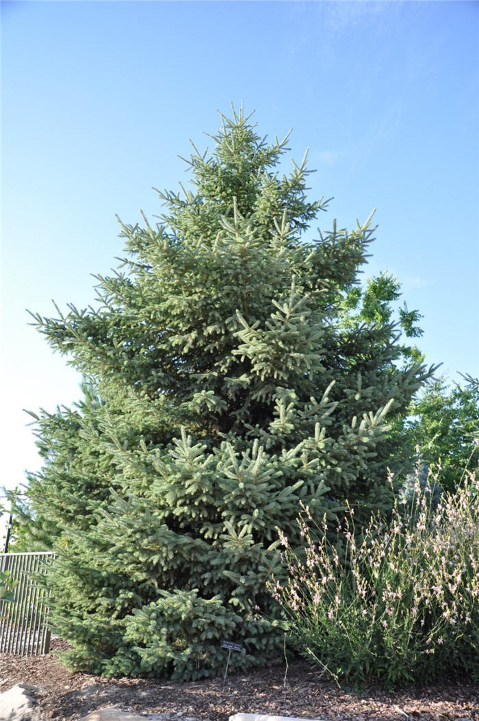 Plant photo of: Picea glauca 'Densata'