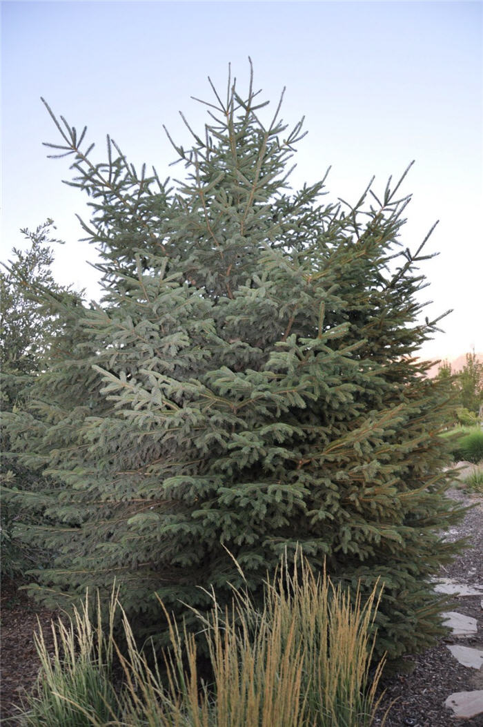 Plant photo of: Picea glauca 'Densata'