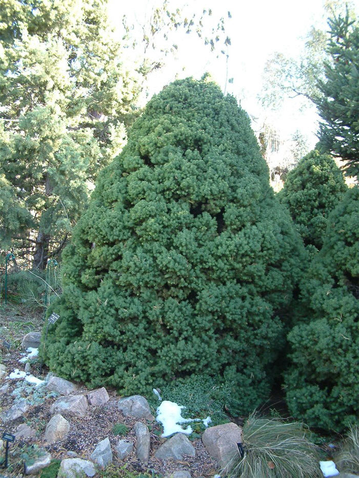 Plant photo of: Picea glauca 'Conica'